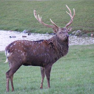 Sika deer at Whipsnade Zoo, 11 November 2010