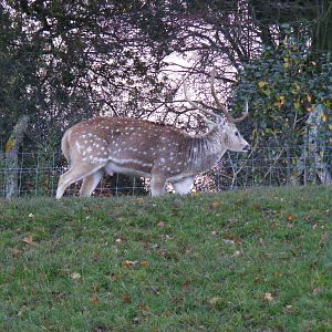 Axis deer at Whipsnade Zoo, 11 November 2010