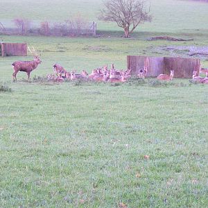 Sika deer at Whipsnade Zoo, 11 November 2010