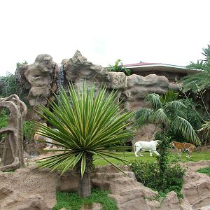 Tiger Island at Loro Parque, 08/11/10