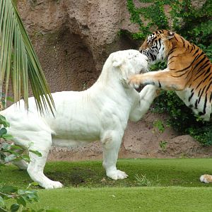 Tigers at Loro Parque, 08/11/10