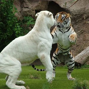 Tigers at Loro Parque, 08/11/10