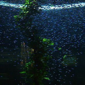 Cardinal Tetras at Loro Parque, 08/11/10