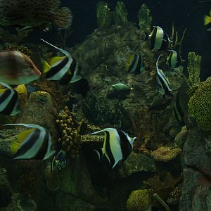 Tropical Marine Fish at Loro Parque, 08/11/10