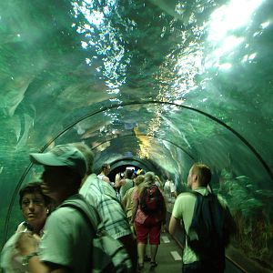 Shark Tunnel at Loro Parque, 08/11/10