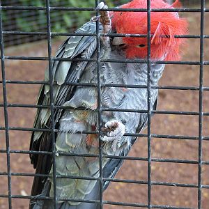 Gang-gang Cockatoo at Loro Parque, 08/11/10