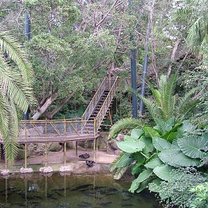 Katandra Treetops at Loro Parque, 08/11/10