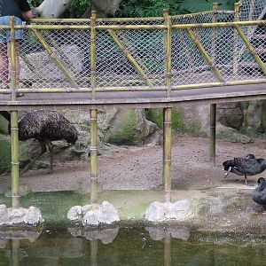 Katandra Treetops at Loro Parque, 08/11/10