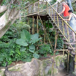 Katandra Treetops at Loro Parque, 08/11/10