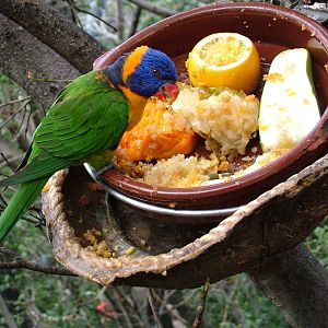 Rainbow Lorikeet in Katandra Treetops at Loro Parque, 08/11/10