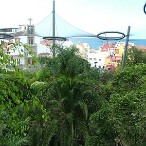 Katandra Treetops at Loro Parque, 08/11/10