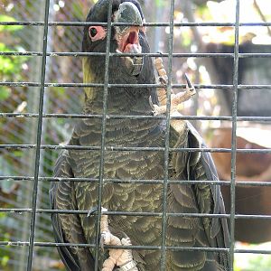 Yellow-tailed Black Cockatoo at Loro Parque, 08/11/10
