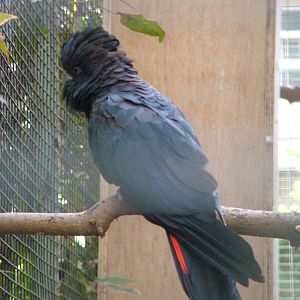 Red-tailed Black Cockatoo at Loro Parque, 08/11/10