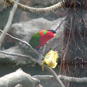 Solitary Lory at Loro Parque, 08/11/10
