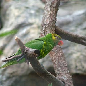 Meyer's Lorikeet at Loro Parque, 08/11/10