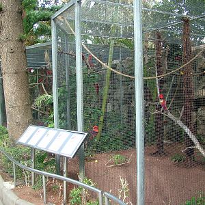 Lorikeet Aviary at Loro Parque, 08/11/10