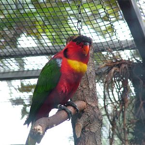 Yellow-bibbed Lory at Loro Parque, 08/11/10