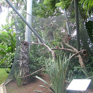 Aviary at Loro Parque, 08/11/10