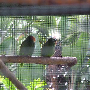 Yellow-lored Amazons at Loro Parque, 08/11/10