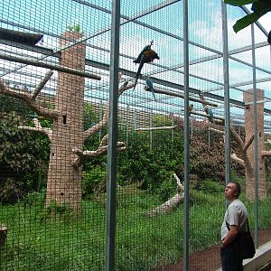 Blue-throated Macaw Aviary at Loro Parque, 08/11/10