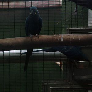Lear's Macaws at Loro Parque, 08/11/10