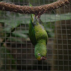 Tui Parakeet at Loro Parque, 08/11/10