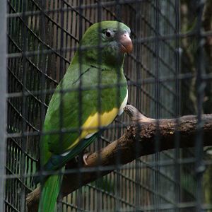 Canary-winged Parakeet at Loro Parque, 08/11/10