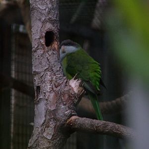 Sierra Parakeet at Loro Parque, 08/11/10