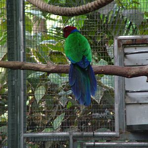 Crimson Shining Parrot at Loro Parque, 08/11/10