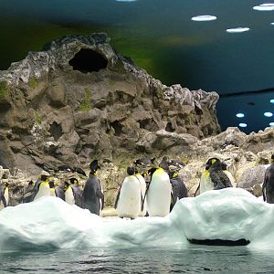 Antarctic Penguin Exhibit at Loro Parque, 08/11/10