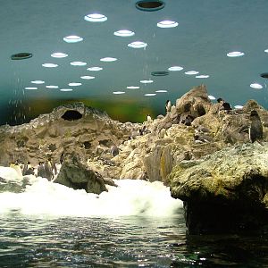 Antarctic Penguin Exhibit at Loro Parque, 08/11/10