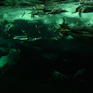 Antarctic Penguin Exhibit at Loro Parque, 08/11/10