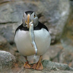 Atlantic Puffin at Loro Parque, 08/11/10