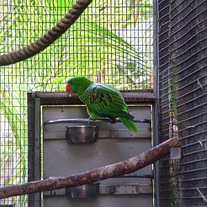 Great-billed Parrot at Loro Parque, 08/11/10