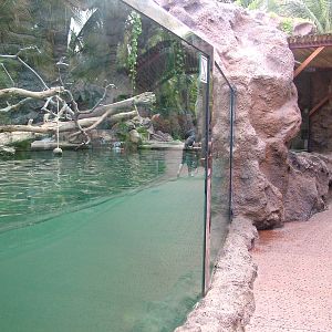Otter Exhibit at Loro Parque, 08/11/10