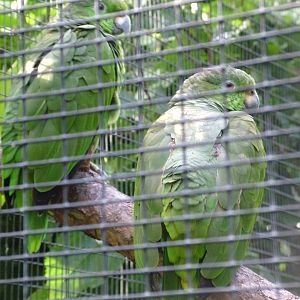 Grey-naped Amazons at Loro Parque, 08/11/10