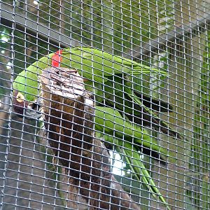 Maroon-fronted Parrot at Loro Parque, 08/11/10