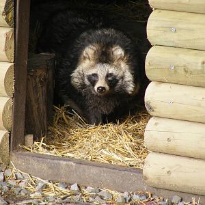 Raccoon dog at Yorkshire Wildlife Park, 12 November 2010
