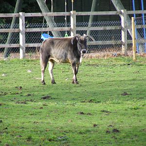 Dwarf zebu at Yorkshire Wildlife Park, 12 November 2010