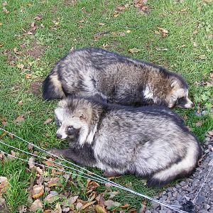 Raccoon dogs at Yorkshire Wildlife Park, 12 November 2010