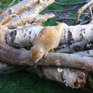 Yellow mongoose at Yorkshire Wildlife Park, 12 November 2010