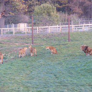 African lions in Pride 2 at Yorkshire Wildlife Park, 12 November 2010