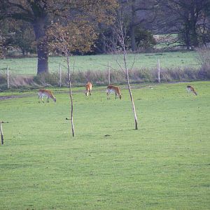 Kafue flats lechwes at Yorkshire Wildlife Park, 12 November 2010