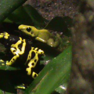 poison dart frogs 211010