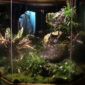 poison dart frog vivarium 211010
