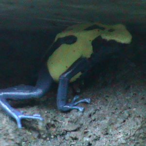 Dendrobates tinctorius 211010