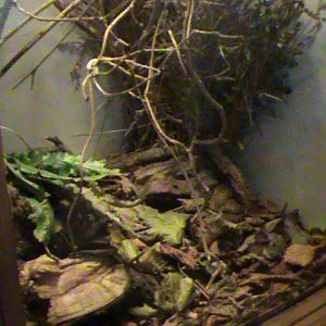 Harvest mouse exhibit 211010