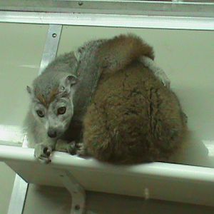 Crowned lemurs 211010