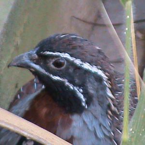 Madagascan partridge 211010