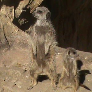 Meerkats 211010